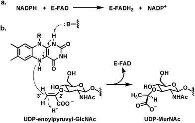 (a) The FAD-enzyme MurB uses NADPH as hydride transfer agent to generate FADH2 in the reductive half reaction; (b) in the reoxidative half reaction a hydride is transferred from N5 of FADH2 to the olefinic terminus of UDP-enolpyruvyl-GlcNAc, generating the UDP-muramic acid product.