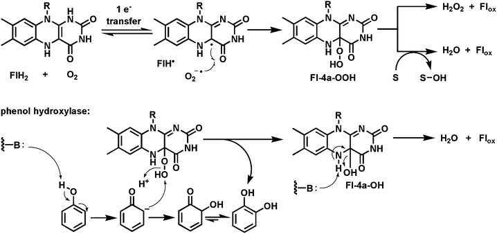 Flavoprotein monooxygenases: Transfer of the distal oxygen from Fl-4a-OOH to phenol to generate catechol.