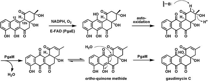 Hydroxylation of C12 in angucycline biosynthesis on the way to gaudimycin C.