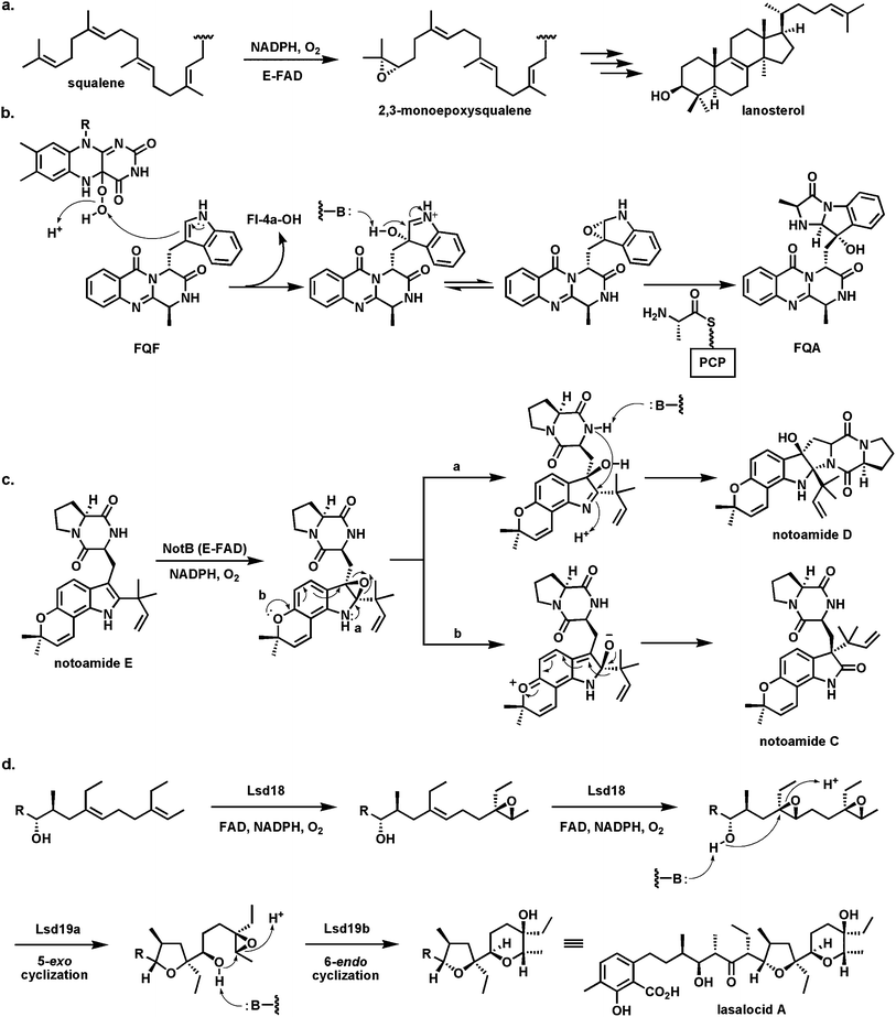 Flavoenzyme epoxidases: (a) squalene 2,3-epoxidase; (b) Af12060 converts fumiquinazoline F to fumiquinazoline A by way of an epoxyindole/hydroxyiminium ion intermediate; (c) indole epoxidation en route from notoamide E to notoamides C and D; (d) regioselective epoxidation by Lsd18 and tandem cyclization by Lsd19 in the lasalocid pathway.