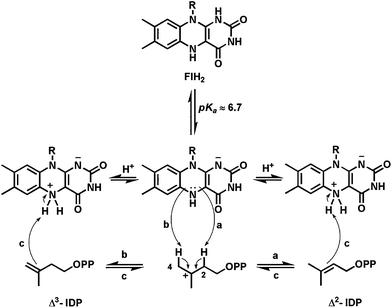 Proposed role of FlH2 in the type II isopentenyl diphosphate isomerase: N5 as proton transfer catalysts for the 1,3-allylic isomerization.