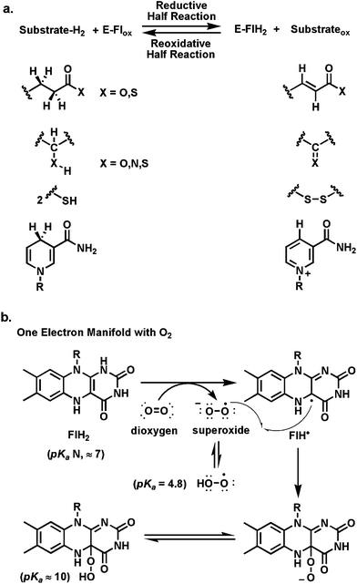 Scope of flavoenzyme redox transformations: (a) E-Flox ⇔ E-FlH2; (b) reoxidative half reaction of FlH2 with O2via one-electron transfer and recombination of FLH˙ and O2−˙.