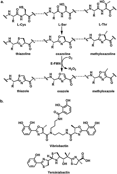 Thiazoline and oxazoline formation: (a) schematic for cyclodehydration of Cys and Ser residues in nascent proteins to thiazoline and oxazoline rings; (b) the V. cholerae siderophore vibriobactin with methyloxazoline rings; the Y. pestis siderophore yersiniabactin with thiazoline and thiazole rings. The dihydroaromatic thiazolines and methyoxazolines are part of the ferric iron chelation set.