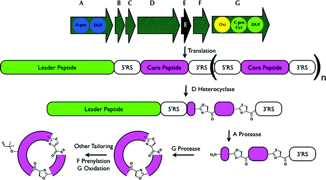 Generalized biosynthesis of cyanobactins that contain azoline heterocycles. Translation of the core peptide is followed by heterocyclization, then proteolytic tailoring to yield macrocycles. RS = recognition sequence, essential for proteolytic tailoring. Multiple copies of core peptide + recognition sequences are possible; here an example is shown in which a single core peptide exists and is modified (n = 0). Other tailoring, such as prenylation, probably takes place on the mature cycle, while the timing of oxidation / dehydrogenation to azoles is not known. Additional modifications are also sometimes present.185 Oxi = thiazoline oxidase, N-pro and C-pro are the protease domains that cleave the N-terminus and C-terminus of the core peptides, respectively, and DUF are domains of unknown function. C-pro also performs macrocyclization (Cyc).