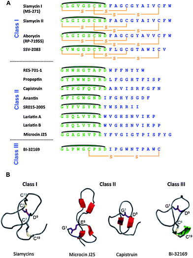 
          Structural features of lasso peptides. A) Sequences of lasso peptides of the three classes showing the residues involved in the macrolactam in green and those forming the tail in blue. The isopeptide linkage between the N-terminal amino group and the side chain carboxylates of Asp and Glu are shown in dark green. B) Three-dimensional structures of lasso peptides of the three classes; the structures of the class II microcin J25 and capistruin exhibit the respective sizes of the loop and tail above and below the ring.