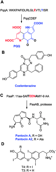 Structures of (A) PQQ, (B) coelenterazine, (C) the pantocins, and (D) the thyroid hormones T3 and T4. For PQQ and the pantocins, the ribosomally synthesized precursor peptides from which they are produced are also depicted.