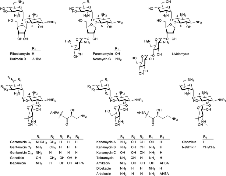 Representative structures of the 4,5- and 4,6-disubstituted 2-DOS containing aminoglycosides.