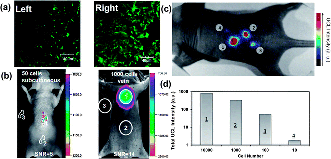 UCNPs for cell labeling and in vivo tracking. (a) Confocal UCL image (Left) and its overlay with a bright field image (Right) of cells stained with 200 μg ml−1 NaLuF4 UCNPs for 3 h at 37 °C. (b) In vivo UCL imaging of athymic nude mice after subcutaneous injection of 50 human nasopharyngeal epidermal carcinoma KB cells (left) and tail-vein injection of 1000 KB cells (Right). The KB cells were pre-incubated with 200 μg ml−1 NaLuF4 UCNPs for 3 h at 37 °C before injection. (c and d) In vivo detection of UCNP-labeled mMSCs. (c) A UCL image of a mouse subcutaneously injected with various numbers of mMSCs (10 × 104) labeled with UCNPs. (d) Quantification of UCL signals in (c). Copyright 2011, American Chemical Society47 and 2012, Elsevier.134