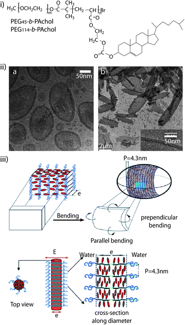 (i) Molecular structure of the diblock copolymer PEG-b-PAChol. (ii) Self-assembled structures of PEG45-b-PAChol in dioxane/water: cryo-transmission electron microscopy (TEM) image of vesicles of PEG45-b-PAChol10 (left) and cryo-TEM images of vesicles of PEG45-b-PAChol16 (right). (iii) Schematic presentation of the model for ellipsoidal smectic polymer vesicle (top) and smectic rod-like micelles (bottom). Reproduced with permission from ref. 135.