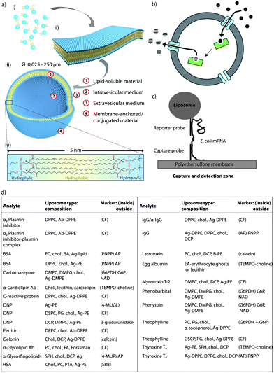 Cholesterol as stabiliser: (a) schematic illustration of the fundamental self-assembly process from individual phospholipid molecules (i) to bilayer membrane leaflets (ii), followed by transformation into liposomes (iii). A single bilayer consists of arranged individual lipid molecules with their hydrophobic tails facing each other and their hydrophilic head-groups facing toward the internal and external aqueous media (iv). Adapted with permission from ref. 140. (b) Schematic representation of liposomes with encapsulated enzymes. Substrates diffuse into the void of the liposome through porin channels, react with the enzymes, and the product is released back into the solution through diffusion. Reproduced with permission from ref. 141. (c) Schematic representation of a biosensor assay where a DNA capture probe is immobilised on a polyethersulfone membrane and a DNA reporter probe is coupled to the surface of a liposome. When a specific E. coli mRNA is present, a sandwich is formed between the capture probe, the E. coli mRNA and the reporter probe, capturing the liposome in the capture/detection zone. The number of liposomes is directly proportional to the amount of E. coli mRNA present. Reproduced with permission from ref. 203. (d) Table containing most common homogeneous complement mediated liposome immunoassays. Reprinted with permission from ref. 205. (ab, antibody; ag, antigen; BSA, bovine serum albumin; CF, carboxyfluorescein; chol., cholesterol; DCP, dicetylphosphate; DMPC, dimyristoylphosphatidylcholine; DMPG, 1,2-dimyristoyl-sn-glycero-3-phospho-(1′-rac-glycerol); DNP, dinitripheno(y)l(ated); DPPC, dipalmitoylphosphatidylcholine; DPPE, dipalmitoylphosphatidylethanolamine; DSPC, distearoylphosphatidylcholine; EA, egg albumin; HSA, human serum albumin; PA, palmitic acid; PC, phosphatidylcholine; PE, phosphatidylethanolamine; SA, stearylamine; and SPH, sphingomyeline).