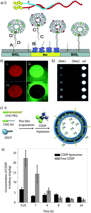 Cholesterol as anchor: (a) (i) schematic illustration of a tethered vesicle–DNA assembly, showing how the hybridisation of complementary cholesterol–DNA pairs forms the (mobile) tether. The DNA array was produced by preferential adsorption of biotin–BSA to Au spots, leaving the surrounding SiO2 substrate available for spontaneous supported phospholipid bilayer (SPB) formation, followed by the addition of NeutrAvidin, which binds to biotin–BSA-modified Au only. Biotin–DNAB and chol–DNAA specifically binds to NeutrAvidin/biotin–BSA/Au and SPB/SiO2, respectively, followed by the immobilization of liposomes tagged with the complementary DNA. (ii) Micrographs illustrating sorting of liposomes tagged with different DNA. Micrographs (1) and (2) were obtained by exposing the DNA-modified substrate to a mixture of red-labelled and green-labelled liposomes tagged with different monovalent coupled chol–DNA. (3) and (4) shows an identical experiment, but for a liposome mixture using bivalent coupled chol–DNA. Reprinted with permission from ref. 224. Copyright (2005) American Chemical Society. (b) Site-specific immobilisation of liposomes containing GPCRs is shown using ZeptoREADER imaging. Reprinted with permission from ref. 225. (c) (i) Schematic illustration of the preparation of cisplatin, (cis-diammine dichloroplatinum(ii); CDDP) liposomes. Adapted with permission from ref. 158. (ii) In vivo CDDP concentration in kidney tissue of normal male Chinese Kun Ming (KM) mice, at predetermined time intervals after injection of CDDP loaded liposomes and free CDDP. Reprinted with permission from ref. 158.