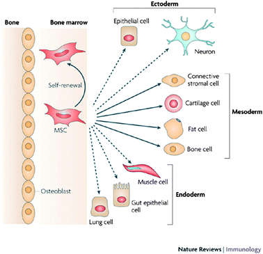 Lineage potential of adult human MSCs. This figure shows the ability of MSCs in the bone marrow cavity to self-renew (curved arrow) and to differentiate (straight, solid arrows) towards the mesodermal lineage. The reported ability to transdifferentiate into cells of other lineages (ectoderm and endoderm) shown by dashed arrows remains controversial in vivo. Reproduced with permission from ref. 5.