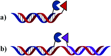 General mechanism of OTRs. Reaction occurs either at the end (a) or in the middle (b) of the homo- or hetero-duplex formed.