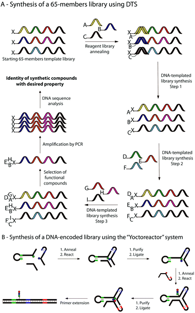 Selected strategies using OTC to synthesise libraries of small molecules and/or polymers. (A) Example of multi-step DNA-templated synthesis of a small library of 65 macrocyclic molecules by three successive DNA-templated reactions. (B) Multi-step synthesis of a DNA-encoded library within a DNA three-way junction reactor (so-called “Yoctoreactor”).