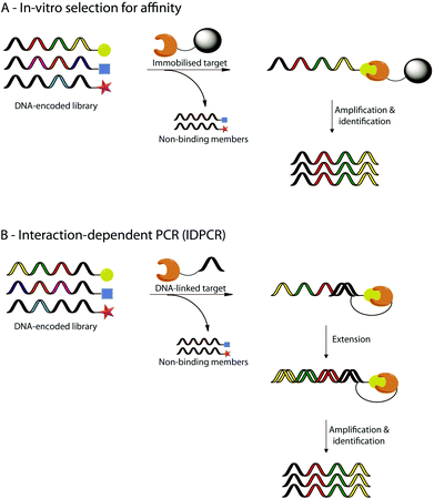 Selected examples of in vitro selections using DNA-encoded libraries. The selection process relies either (A) on the affinity of specific members of the DNA-encoded library for an immobilised target, or (B) on interaction-dependent PCR (IDPCR) after binding of specific members of the DNA encoded library to a DNA-linked target.