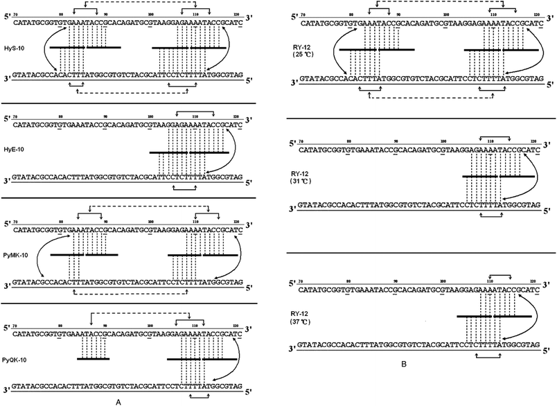 (A) Proposed allosteric interaction network models for cooperative binding of peptides HyS-10, HyE-10, PyMK-10, and PyQK-10 to pBR322 fragments based on quantitative footprinting experiments. The portion of the ligand binding to each DNA site/sub-site is represented by a thick horizontal line. Monodentate interactions and interstrand bidentate interactions are represented by vertical broken lines. The solid horizontal arrow lines represent communication of the allosteric interaction between DNA sub-binding sites. Broken horizontal arrow lines between neighboring binding loci some 12–16 nucleotides apart are intended to represent moderate or weak cooperative communication. (B) Proposed allosteric interaction network models for the cooperative binding of peptide RY-12 to pBR322 fragments at different incubation temperatures based on quantitative footprinting results. Representations as in the legend to (A).