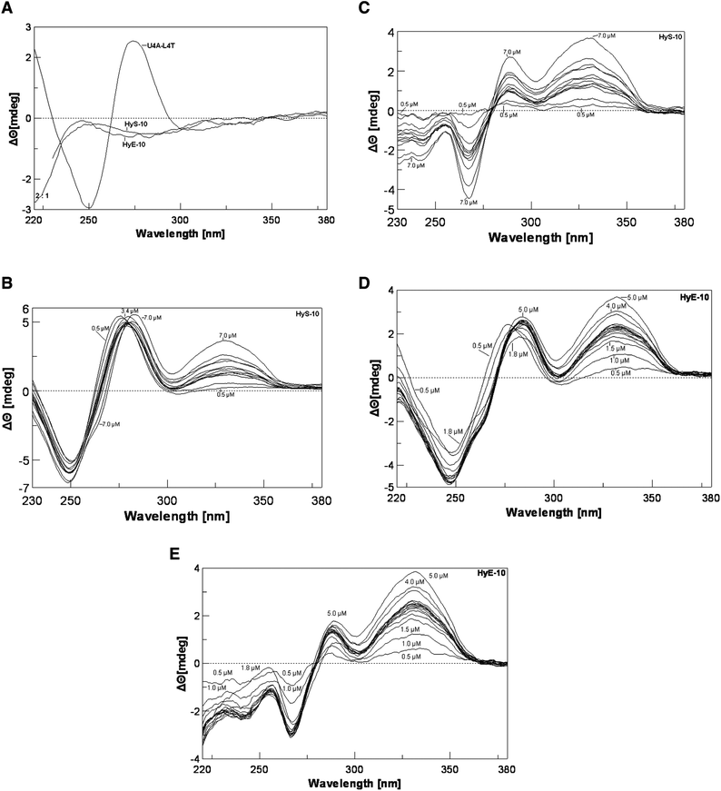 Panel A: CD spectra of DNA duplex U4A-L4T alone and peptide alone at 37 °C. Panel B: titration of duplex U4A-L4T versus peptide HyS-10 at peptide concentrations of 0.5, 1.0, 2.2, 2.4, 2.6, 2.8, 3.0, 3.2, 3.4, 4.0, 5.0, 7.0 μM at 37 °C. Panel C: corresponding CD difference spectra with the contribution of free duplex and peptide HyS-10 subtracted. Panel D: titration of U4A-L4T versus peptide HyE-10 at peptide concentrations of 0.5, 1.0, 1.5, 1.8, 2.1, 2.2, 2.3, 2.4, 2.5, 2.6, 2.7, 2.8, 3.0, 3.5, 4.0, 5.0 μM at 37 °C. Panel E: corresponding difference spectra with the contribution of free duplex and peptide HyE-10 subtracted.