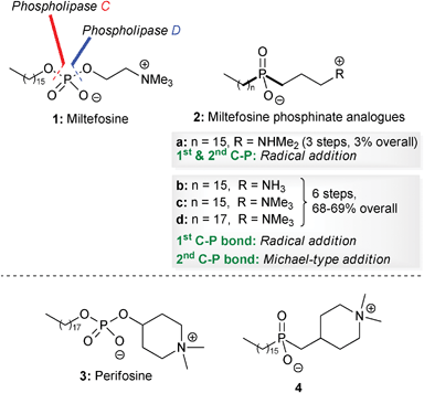 Structures of miltefosine 1, perifosine 3 and phosphinate analogues of miltefosine 2 and perifosine 4.