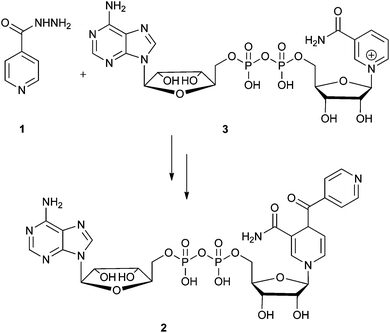 Isoniazid (1) combines with NAD+ (3) under oxidative conditions to form the true inhibitor of InhA 2.