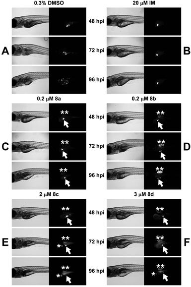 Anti-leukemia activity of prodigiosenes 8a–din vivo against K562 human leukemia cells injected into casper zebrafish. Embryos injected at 48 hours of life with K562 human leukaemia cells. K562 cell numbers and migration were monitored through live cell microscopy every 24 hours up to 96 hpi. Brightfield (left panels in each pair) and 555 nm fluorescent (right panels in each pair) images of casper zebrafish embryo at indicated time-points. Embryo displayed in side profile, anterior to the left. (A–F) Embryos were treated with (A) 0.3% DMSO (negative control); (B) 20 μM IM (positive control);41 (C) 0.2 μM 8a; (D) 0.2 μM 8b; (E) 2 μM 8c; and (F) 3 μM 8d. Drugs were added directly to water at 50% maximum tolerated dose [MTD]. Treatment was initiated when embryos were 24 hpi, and incubation in chemical continued until end of assessment. Asterisks indicate autofluoresence of prodigiosenes in the zebrafish liver [*] and swim bladder [**]; white arrows indicate leukaemia cells; IM = imatinib mesylate; hpi = hours post-injection.