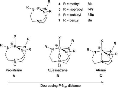 Proazaphosphatrane geometry change due to transannulation.