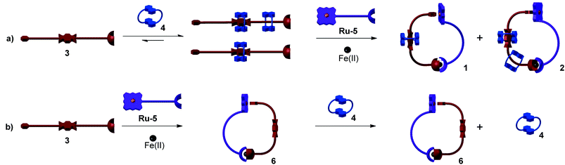 (a) Graphical representation of the one-pot assembly of the [2] and [3]catenanes, 1 and 2 respectively. In this sequence of additions the crown 4 is added to the NDI 3 in the first step, and depending on the stoichiometry of the components, it is possible to bias the equilibrium (at low temperature) towards the [2] and [3]pseudorotaxane. Addition of 5 leads to coordination of the pyridyl end of 3 to the metalloporphyrin, after which Fe(BF4)2 (or Zn(TfO)2) coordinates the terpyridyl ends of the complex, leading to 1 and 2. (b) Pre-formation of the heteroleptic complex 6 from a 1 : 1 mixture of 3 and Ru-5 suggests that cooperative effects of the assembly do not allow any of the crown 4 to thread onto the metallomacrocyclic ring at room temperature.