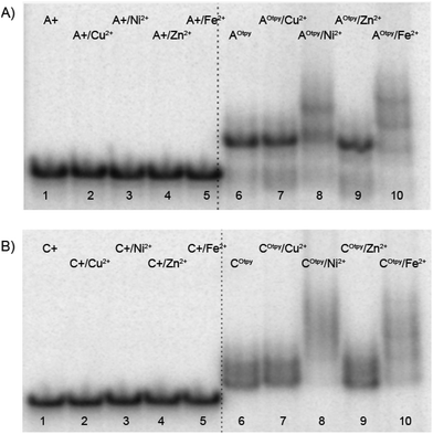 Non-denaturing gel electrophoresis (8% SB_PAGE) of DNA duplexes in the absence and in the presence of M2+ for pexrnd16. 5′-32P-end labelled primer-template was incubated with different combinations of natural and functionalized dNTPs: A+: unmodified DNA (dATP, dTTP, dCTP, dGTP); A+/M2+: unmodified DNA mixed with corresponding metal cations; AOtpy: Otpy-modified DNA (dAOtpyTP8b, dTTP, dCTP, dGTP); AOtpy/M2+: Otpy-modified DNA mixed with corresponding metal cations; C+: unmodified DNA (dATP, dTTP, dCTP, dGTP); C+/M2+: unmodified DNA mixed with corresponding divalent metals; COtpy: Otpy-modified DNA (dATP, dTTP, dCOtpyTP9b, dGTP); COtpy/M2+: Otpy-modified DNA mixed with corresponding metal cations.