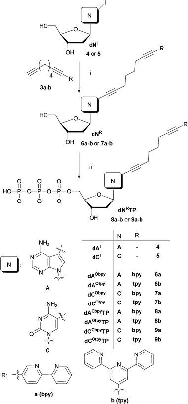 Reagents and conditions: (i) Pd(OAc)2 (5 mol%), TPPTS (2.5 equiv. to Pd), CuI (10 mol%), Et(i-Pr)2N (10 equiv.), DMF, 75 °C, 2 h; (ii) 1. PO(OMe)3, POCl3 (1.3 equiv.), 0 °C, 1 h; 2. (NHBu3)2H2P2O7 (5 equiv.), Bu3N (4.5 equiv), DMF, 0 °C, 1.5 h; 3. 2 M TEAB.