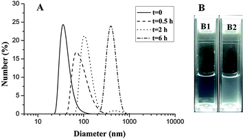 Characterization of H40-star-PCL-A:U-PEG micelles: (A) size change of pH-sensitive micelles over time at pH 5.0 at 25 °C monitored by DLS; (B) photographs of unimolecular micelles over 12 h (B1) pH = 7.4, (B2) pH = 5.0.