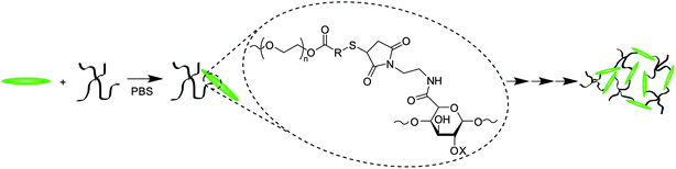 Hydrogel formation using Mal–LMWH and PEG–thiols.