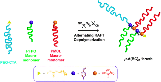 Alternating RAFT copolymerization strategy to synthesize μ-A(BC)nmiktobrush terpolymers.