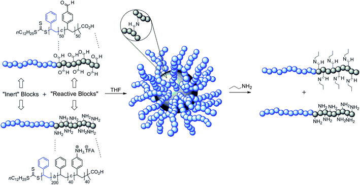 The self-assembly of CCS polymers from diblock copolymers which display either multiple amine or aldehyde functions within one of the blocks. The self-assembly being driven by the formation of imine bond cross-links within the core.39