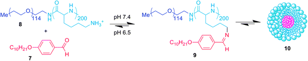 Multiple hydrophobic aldehyde units (7) conjugate onto a polylysine diblock copolymer (8) to prepare a ‘superamphiphile’ (9) which spontaneously self-assembles into a micelle (10). Lowering the pH to 6.5 causes partial hydrolysis of the imine linkages, reducing the amphiphilicity of the diblock copolymers and triggering micelle disassembly.27