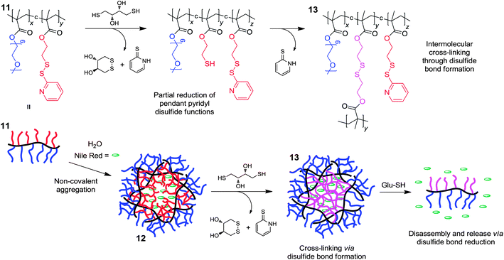 Formation of disulfide cross-linked nanogels and subsequent disassembly through disulfide bond reduction in the presence of glutathione.29