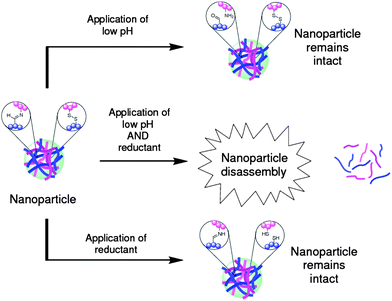 A polymeric nanoparticle requiring the simultaneous application of both lowered pH and a reducing agent to trigger its disassembly into linear polymer chains. Although the application of either lower pH or a reducing agent breaks the imine or disulfide bonds, respectively, there is a sufficiently high density of remaining cross-links to maintain the integrity of the nanoparticle structure.33