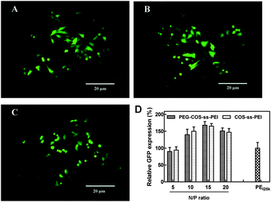 Transfection efficiency of the polyplexes: (A) the representative fluorescence image of the cells exposed to PEG-ss-COS-ss-PEI–DNA complex at the N/P ratio of 15/1; (B) the representative fluorescence image of the cells exposed to COS-ss-PEI–DNA complex at the N/P ratio of 15/1; (C) the representative fluorescence image of the cells exposed to the PEI25k–DNA complex at the N/P ratio of 10/1 as the control; (D) the relative GFP expression efficiency of polyplexes (n = 3).