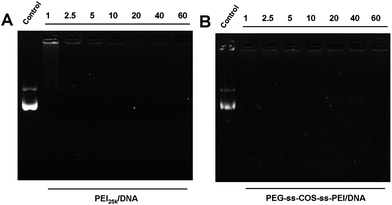 Agarose gel electrophoresis of polyplexes prepared at different N/P ratio: (A) PEI25k; (B) PEG-ss-COS-ss-PEI.