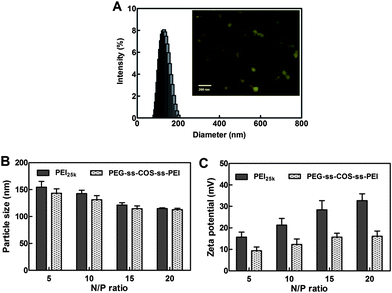 (A) The size distribution and TEM (inset) of representative polyplexes. (B) The particle sizes of polyplexes at different N/P ratio (n = 3). (C) The zeta potential of polyplexes at different N/P ratio (n = 3).