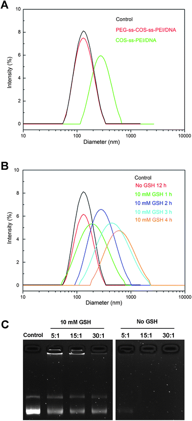 (A) The influence of 150 mM NaCl on the particle size of polyplexes; (B) the influence of 10 mM GSH on particle size of polyplexes prepared from PEG-ss-COS-ss-PEI polymer at the N/P ratio of 15/1; (C) redox-induced release of pDNA from PEG-ss-COS-ss-PEI polyplexes.