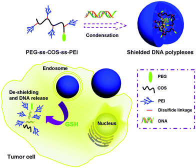 Schematic diagram illustrating PEG-ss-COS-ss-PEI copolymer for DNA encapsulation and the intracellular stimulus responsive DNA release.