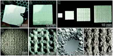 3D printing of grid layers, prepared from regular blocks. Computer-guided printing of layered grids was performed as described under “Material and Methods”. (A) An individual grid layer was peeled off from a block. (B) A regular block with a size of 27 × 27 × 12 mm3 was routinely used for the studies, described here. (C) Blocks of different sizes, fabricated from Ca-sulfate scaffold, are shown. The blocks that are composed of 25 individual grid layers had been fabricated by computer-guiding. (D) Light microscopic image of an individual grid layer. (E and F) Higher magnification of the layers; SEM. (G) A grid layer prior to a final cleaning through air blowing.