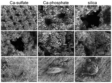 Cultivation of SaOS-2 cells onto non-processed Ca-sulfate grids (A, D and G), on Ca-phosphate grids (B, E and H) or on silica-processed grid layers (C, F and I); SEM. Where present, SaOS-2 cells are marked (c).