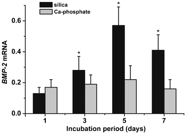 Expression transcript level of BMP-2 in SaOS-2 cells grown onto Ca-phosphate (grey) or silica impregnated Ca-sulfate (black) grids. The cells were harvested after the indicated period (1 d to 7 d) following their transfer to the McCoy's medium/FCS with mineralization cocktail. Then qRT-PCR was applied to determine the expression levels of BMP-2 and GAPDH. Standard errors of the means are shown (n = 5 experiments per time point). *P < 0.05 (correlated to the expression level at day 1).