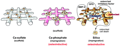 Schematic outline of the functionality of the Ca-sulfate, as well as the Ca-phosphate or silica impregnated scaffold on the expression level of BMP-2, OPG and the osteoclast inhibitory factor. The existing data suggest that both Ca-sulfate and Ca-phosphate impregnated Ca-sulfate scaffolds act only in a limited osteoinductive manner, while the silica impregnated scaffold inductively transform SaOS-2 cells to a state to produce elevated levels of BMP-2 and OPG. Studies on the potential of this scaffold to induce also the osteoclast inhibitory factor are in progress.