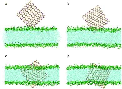 Snapshot configurations of an edge oxidized graphene nanosheet entering a bilayer at 0 ns, 2.1 ns, 16.8 ns, 120.0 ns. The color scheme is the same as that used in Fig. 2, except that the oxidized particles of graphene are shown in magenta.