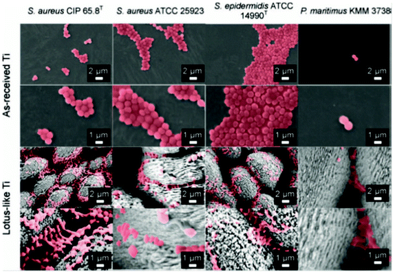 SEM images of bacterial adhesion patterns on superhydrophobic Lotus-like Ti surfaces and as-received reference Ti surfaces after incubation for 18 h. Reprinted by kind permission of Taylor & Francis Ltd, from Air-directed attachment of coccoid bacteria to the surface of superhydrophobic lotus-like titanium, V. K. Truong, H. K. Webb, E. Fadeeva, B. N. Chichkov, A. H. F. Wu, R. Lamb, J. Y. Wang, R. J. Crawford and E. P. Ivanova, Biofouling: the Journal of Bioadhesion and Biofilm Research, 2012, 28, 539–550.