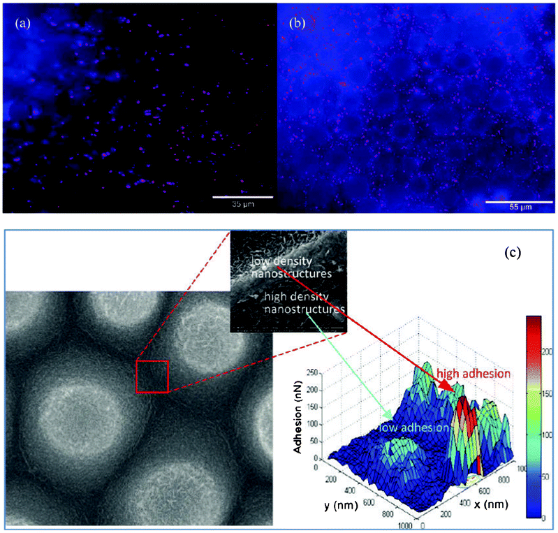 
            Pseudomonas aeruginosa adhesion on a Taro leaf under non-wet conditions in (a) and wet conditions in (b). SEM image of a Taro leaf (left in c) and the corresponding adhesion force map (right in c). Reprinted with kind permission from J. Ma, Y. Sun, K. Gleichauf, J. Lou and Q. Li, Nanostructure on Taro leaves fouling by colloids and bacteria under submerged conditions, Langmuir, 2011, 27, 10035–10040, Copyright (2011) American Chemical Society.