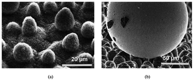 A scanning electron microscopy image of a Lotus leaf (Nelumbo nucifera) in (a) and an illustration of the reduced contact area of a mercury droplet on the leaf surface of a Colocasia esculenta and the contaminating particles adhering to the mercury droplet in (b). Reprinted from W. Barthlott and C. Neinhuis, Purity of the sacred lotus, or escape from contamination in biological surfaces, Planta 1997, 202, 1–8, Copyright (1997), with kind permission from Springer Science and Business Media.