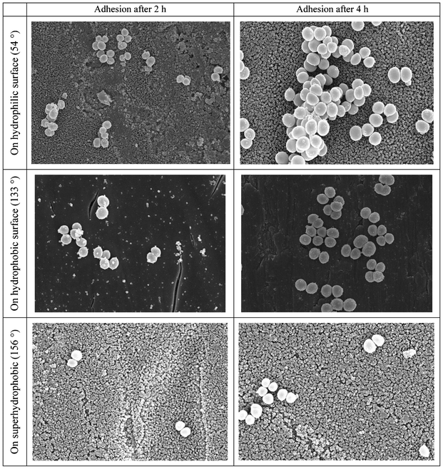 SEM images of Staphylococcus aureus adhesion after 2 h and 4 h on hydrophilic, hydrophobic and superhydrophobic surfaces with contact angles marked in the parentheses. Reprinted with permission from P. Tang, W. Zhang, Y. Wang, B. Zhang, H. Wang, C. Lin and L. Zhang, Effect of superhydrophobic surface of titanium on Staphyococcus aureus adhesion, Journal of Nanomaterials, 2011, article ID 178921.