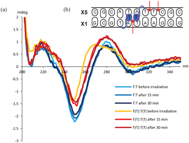 (a) CD-spectra of unmodified DNA duplex before and after irradiation at 254 nm (blue lines) and of the (−3) TT/TT zipper duplex before and after irradiation (orange and red lines). (b): Schematic illustration of the (−3) TT/TT zipper duplex. The arrows indicate the possible sites for dimer formation.